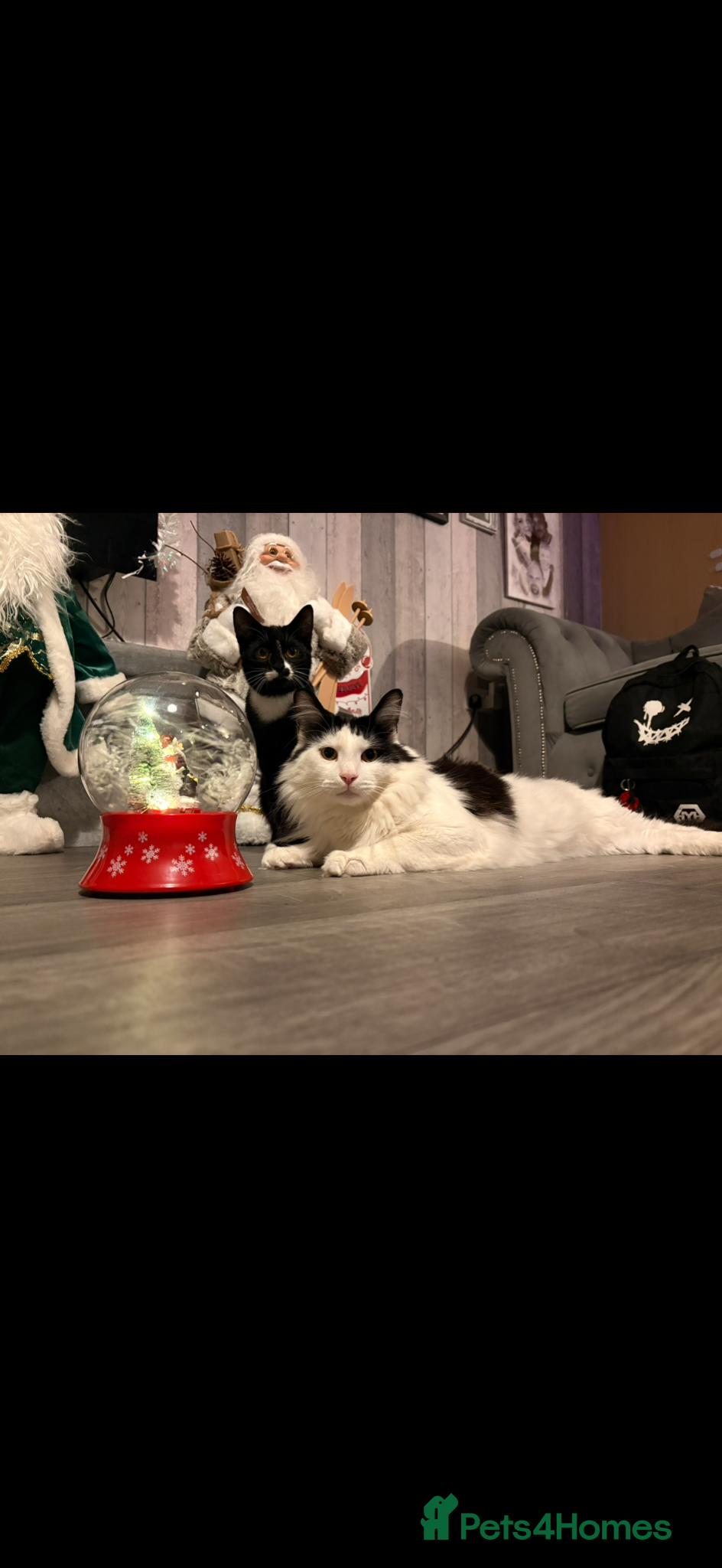 Mixed Breed cats Dad and Daughter  - Advert 2