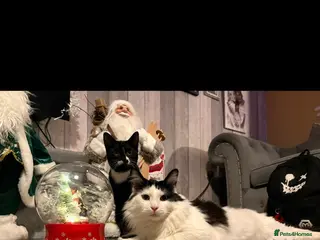 Mixed Breed cats Dad and Daughter - Advert 8