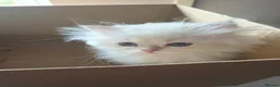 British Longhair cats for sale: Golden British longhair pure bloodline  - Advert 8