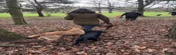 Cocker Spaniel dogs for stud: Working cocker spaniel up for stud - Advert 6
