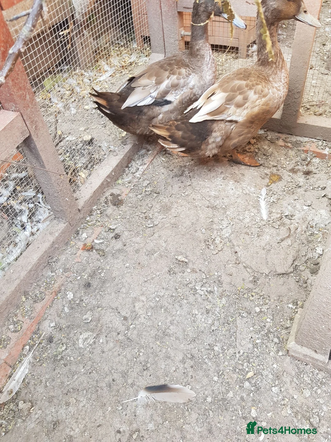 Ducks poultry for sale: Khakicampbell in Gainsborough - Advert 3