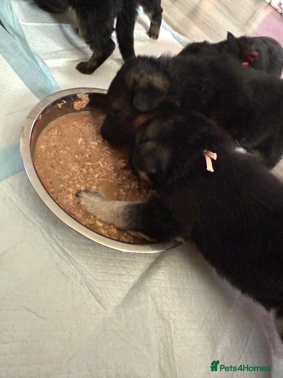 German Shepherd dogs for sale: Beautiful German Shepherd puppies  - Advert 14
