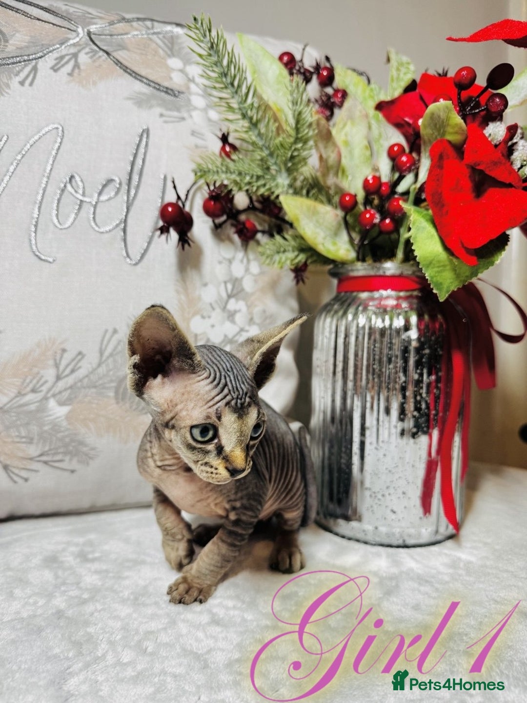 Sphynx cats for sale: Stunning Pedigree Sphynx Kittens - Advert 7