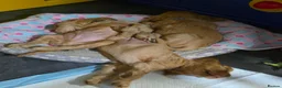 Cocker Spaniel dogs for sale: Beautiful 100% Cocker Spaniel puppies- litter of 6 - Advert 6