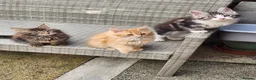 Maine Coon cats for sale: Maine Coons Ready Now!! 4 male 1 female  - Advert 29
