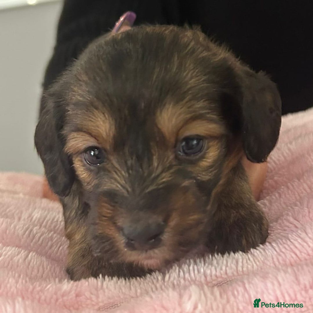 Mixed Breed dogs for sale: Doxiepoo pups - Advert 4