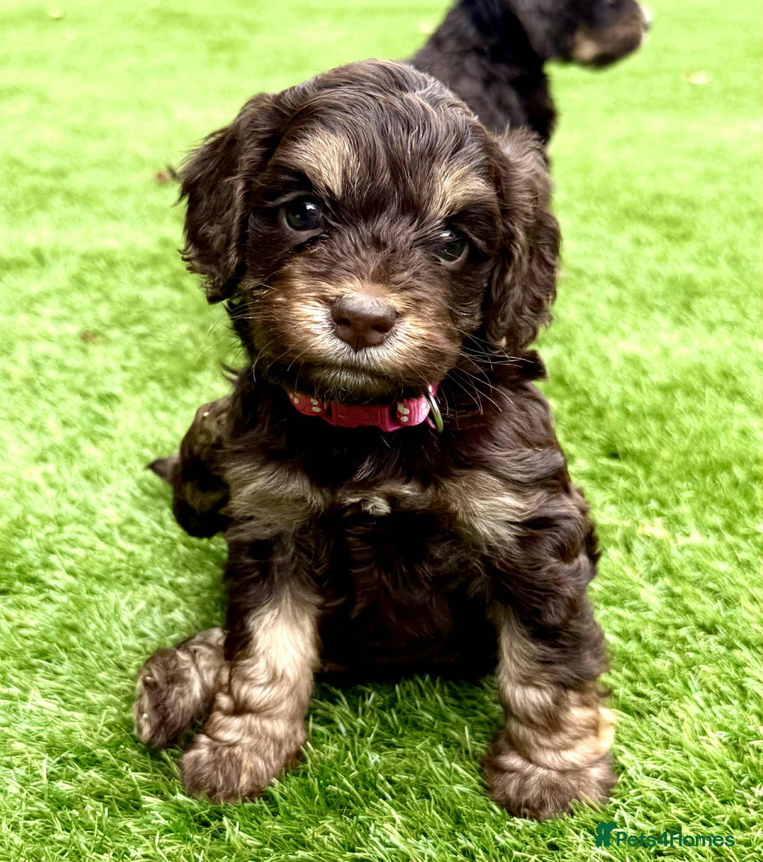 Cockapoo dogs for sale: 🤎🧡F1 Extensively Health Tested Cockapoos🧡🤎 - Image 12