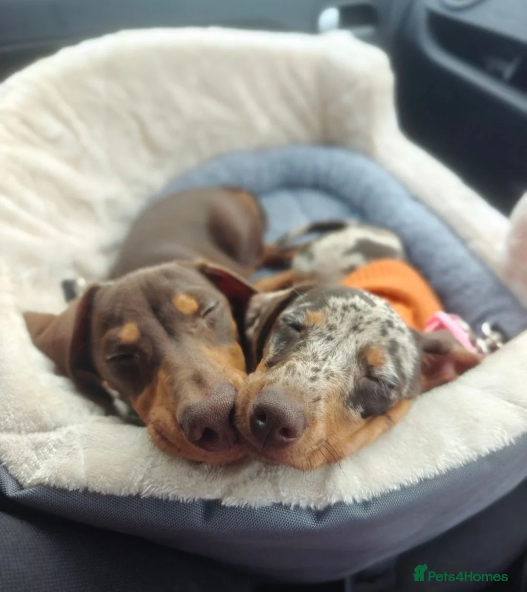 Miniature Dachshund dogs for sale: 🩷 4 stunning full miniature dachshund girls 🩷 - Advert 7