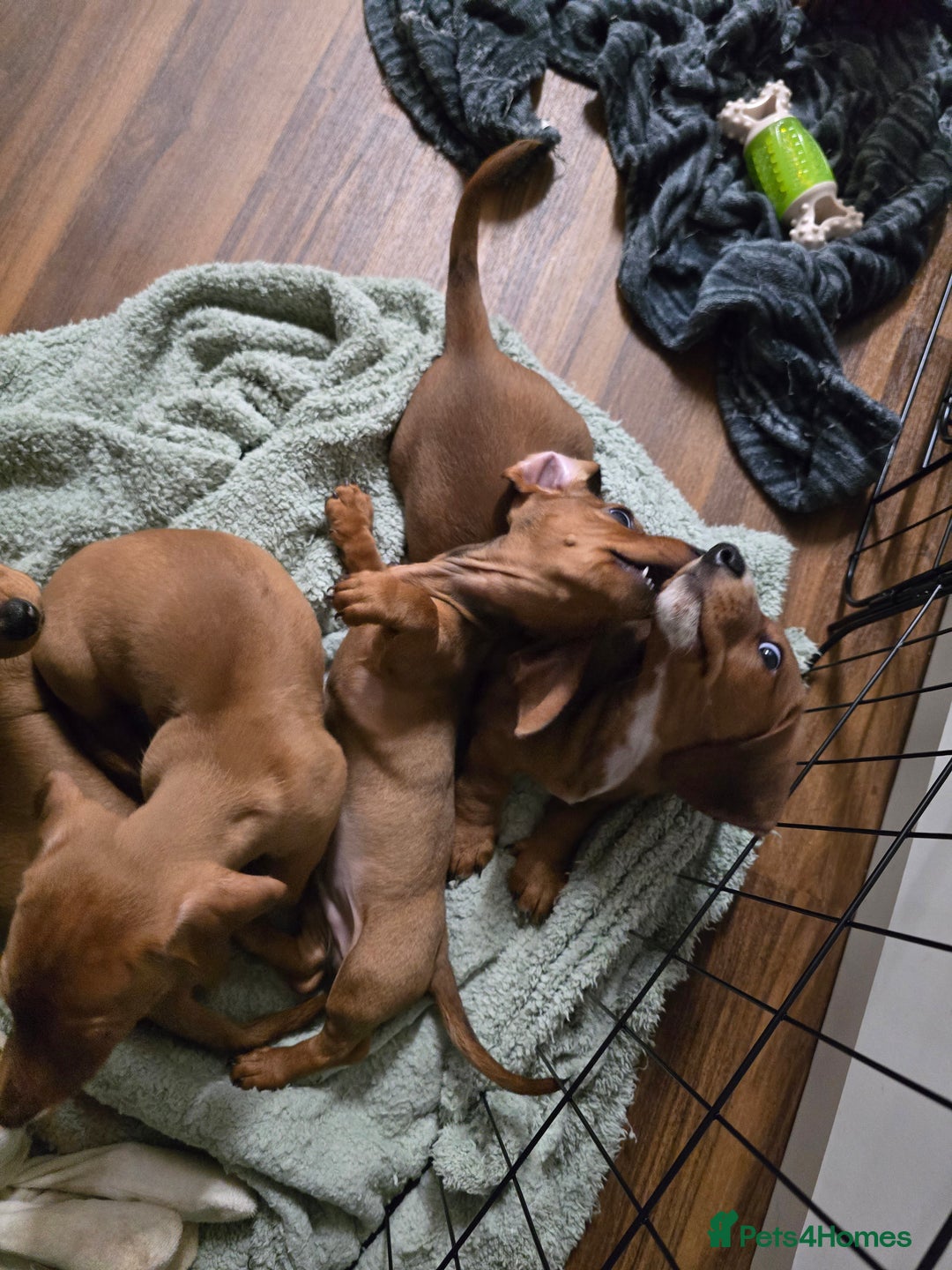 Dachshund dogs for sale: Full Minature dachsund puppies  - Advert 6