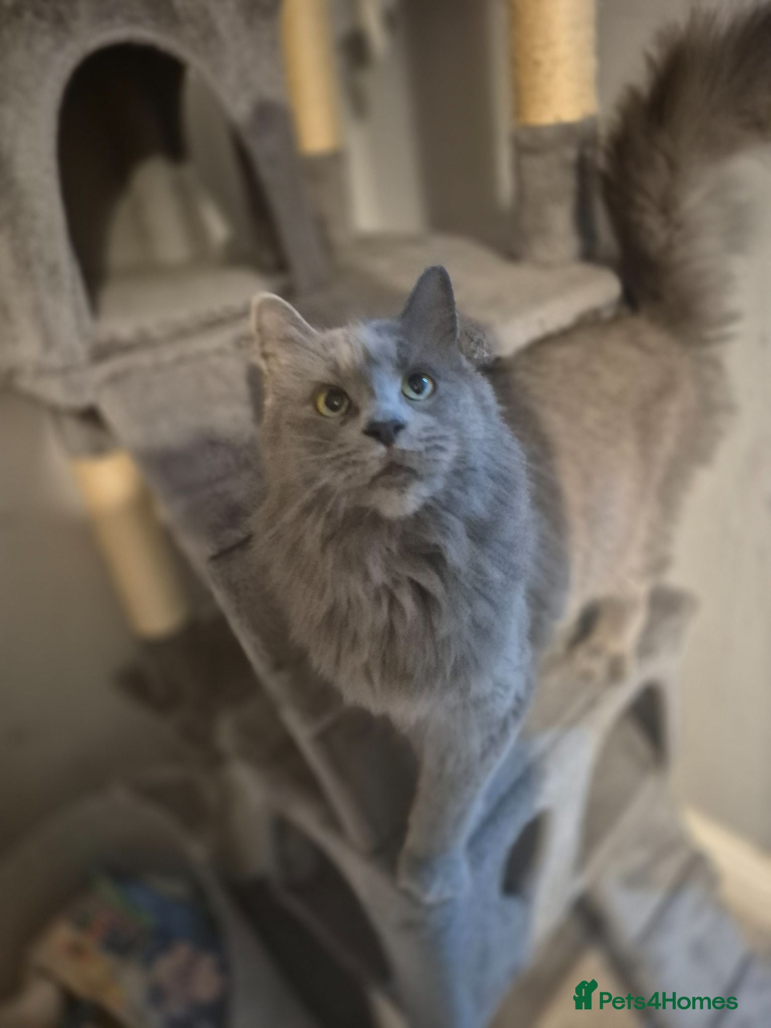 Maine Coon cats Beautiful blue mainecoon queen for sale 💙  - Advert 1