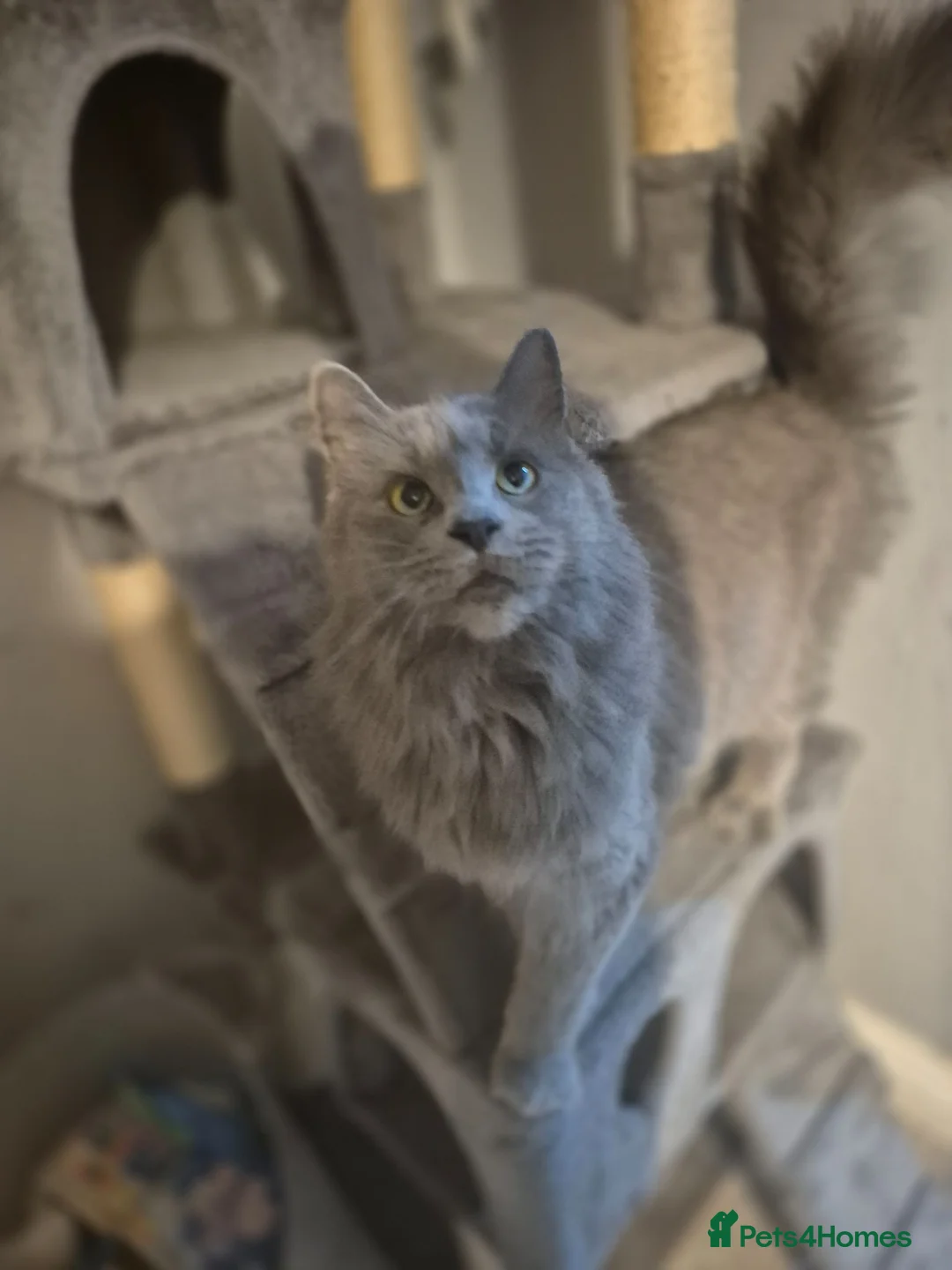 Maine Coon cats for sale: Beautiful blue mainecoon queen for sale 💙  - Advert 1