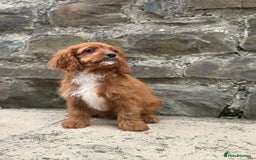 Cavapoo dogs for sale: Ruby Red Cavapoo pups  - Image 5
