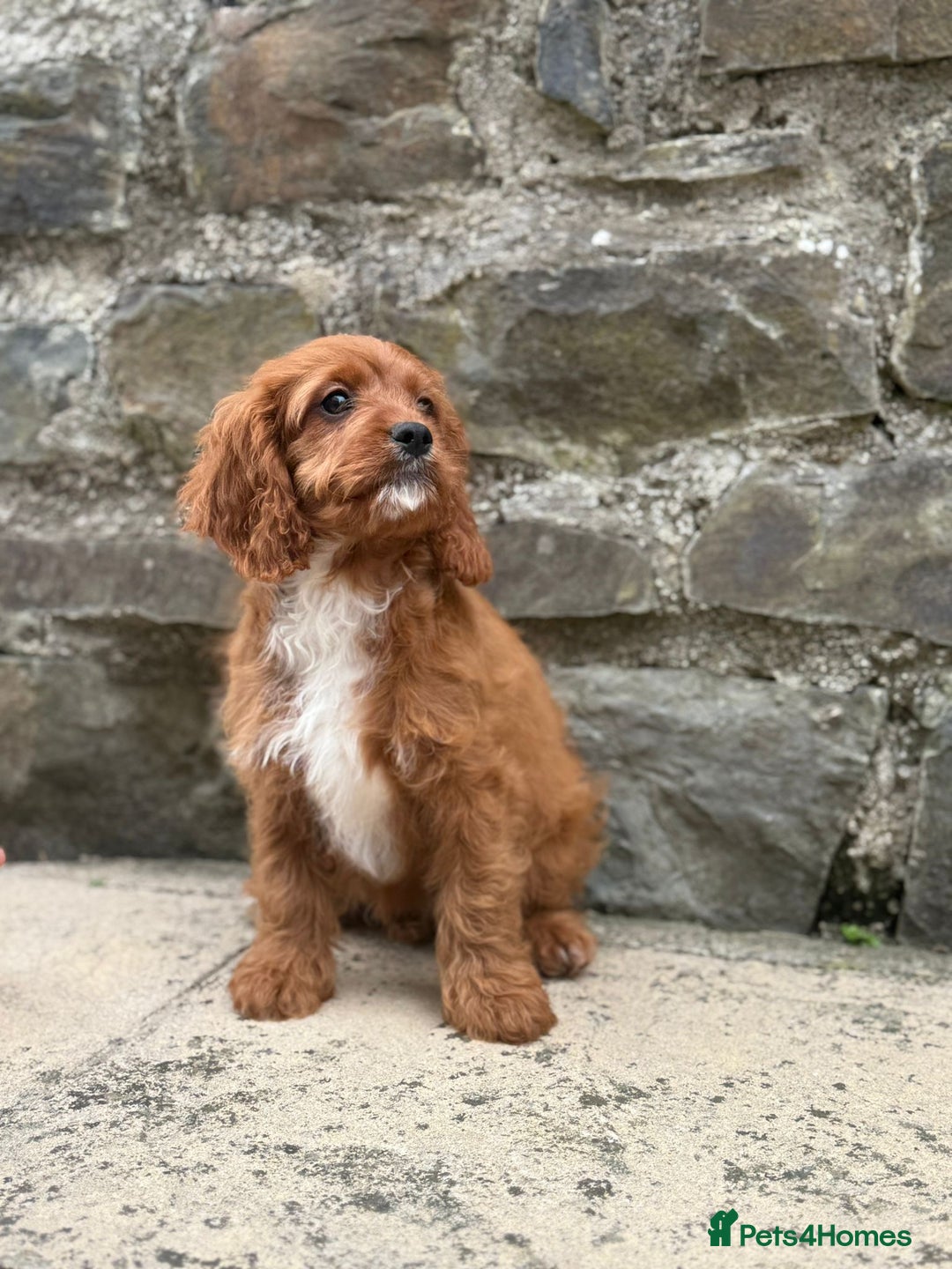 Cavapoo dogs for sale: Ruby Red Cavapoo pups  - Image 5