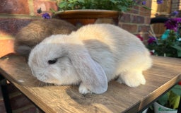 Mini Lop rabbits for sale: Two mini lop males for rehoming RTL 19.08 - Image 7