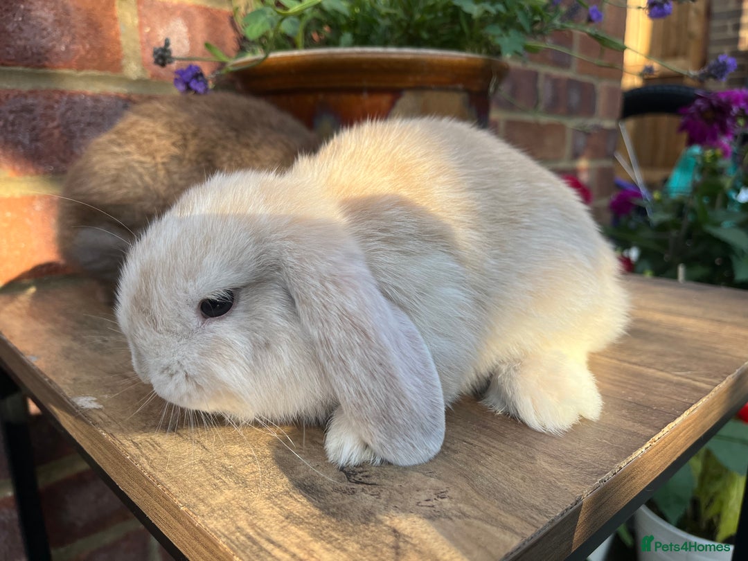 Mini Lop rabbits for sale: Two mini lop males for rehoming RTL 19.08 - Image 7