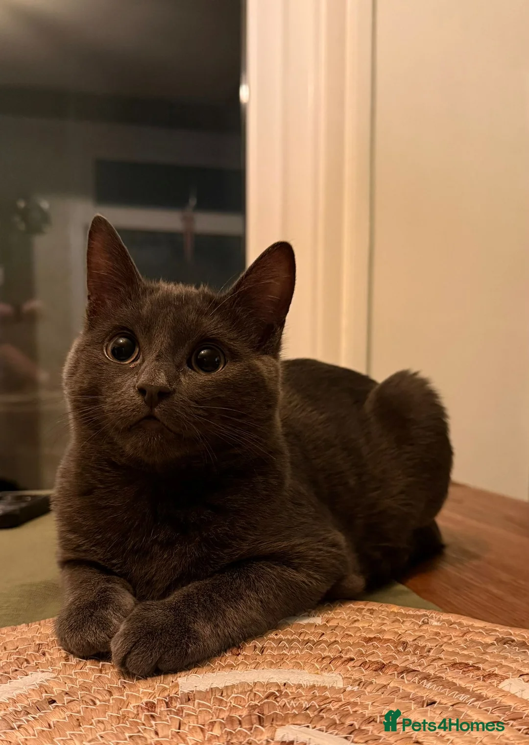 Ragdoll cats for sale: 4 bundles of Ragdoll x joy - Advert 26