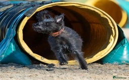 Lurcher dogs for sale: Sports lurchers - Image 19