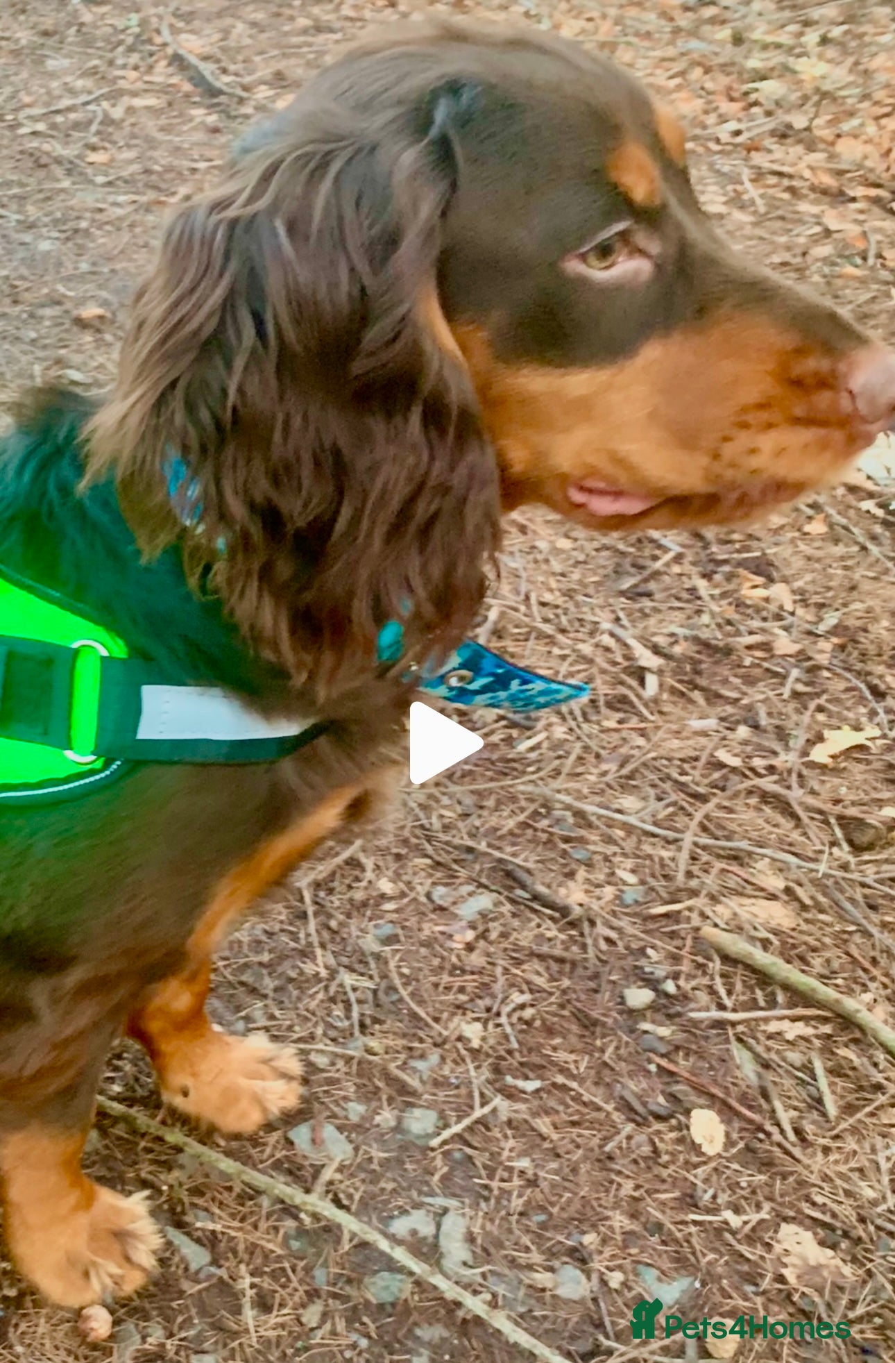 Cocker Spaniel dogs 🩵 2 YEAR OLD MALE KC 5TH GENERATION 🩵 - Advert 4