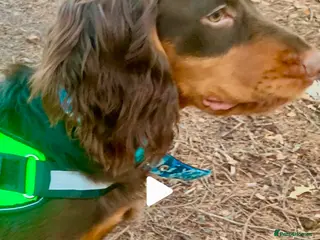 Cocker Spaniel dogs 🩵 2 YEAR OLD MALE KC 5TH GENERATION 🩵 - Advert 4