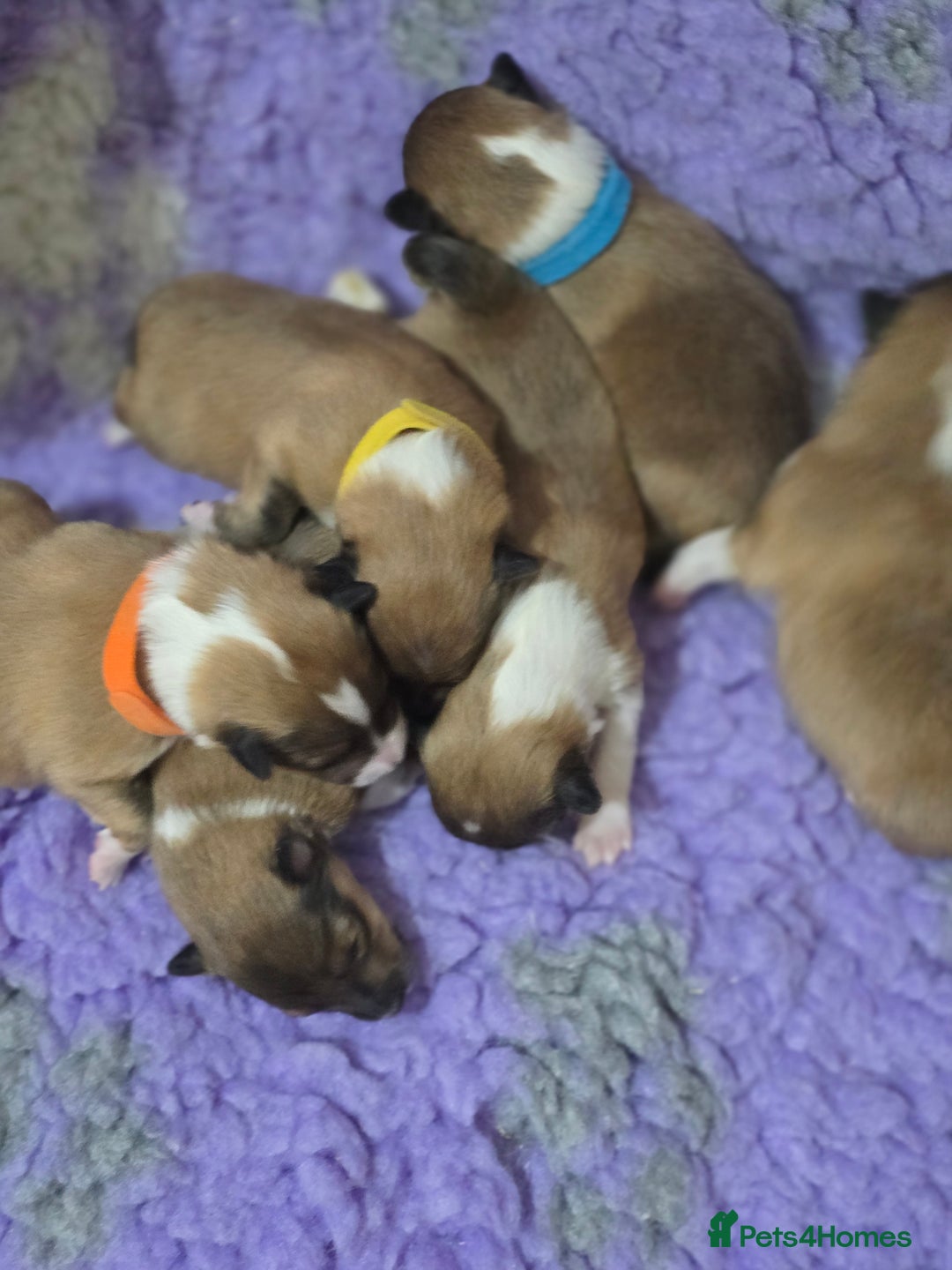 Shetland Sheepdog dogs for sale: Shetland sheepdog girl pups - Advert 6