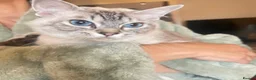 Ragdoll cats for sale: Ragdoll max - Advert 2