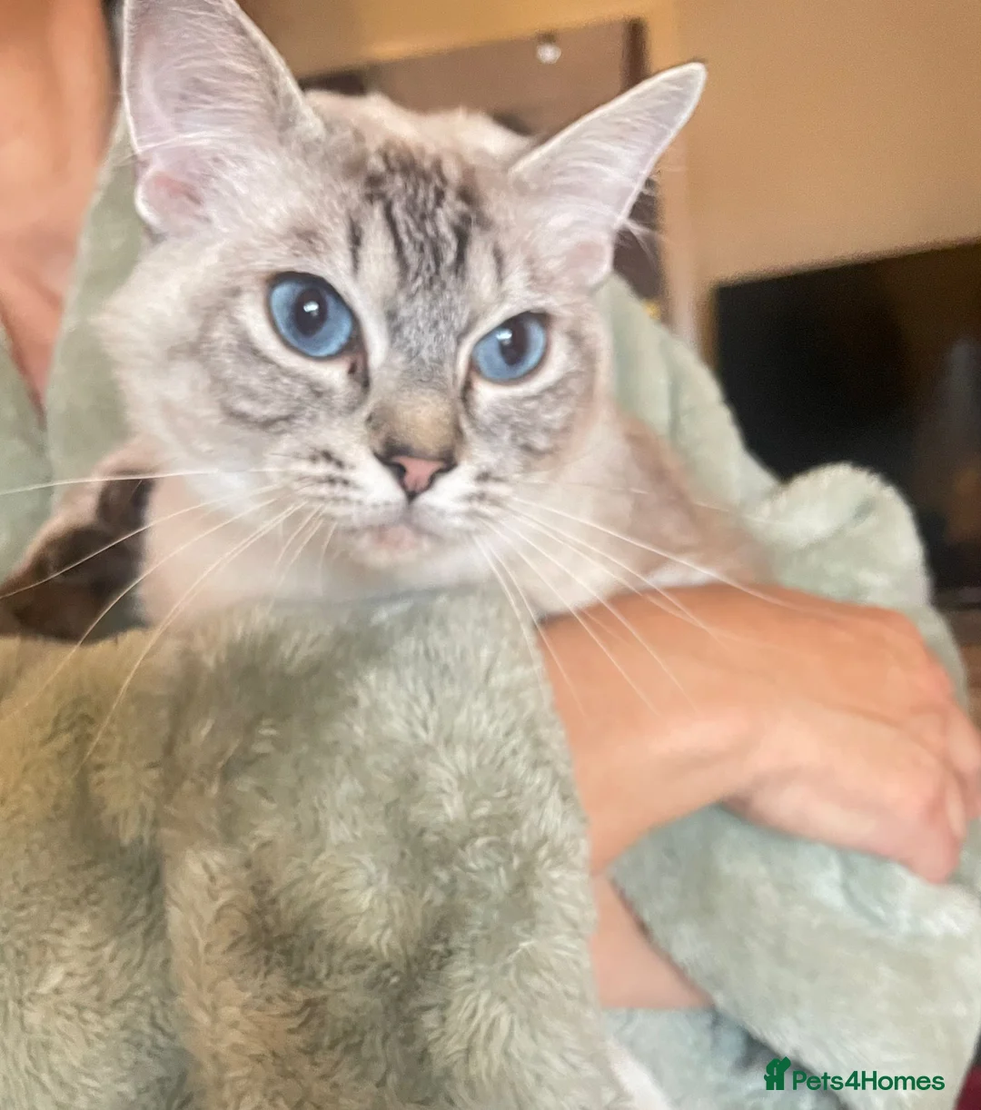Ragdoll cats for sale: Ragdoll max - Advert 2