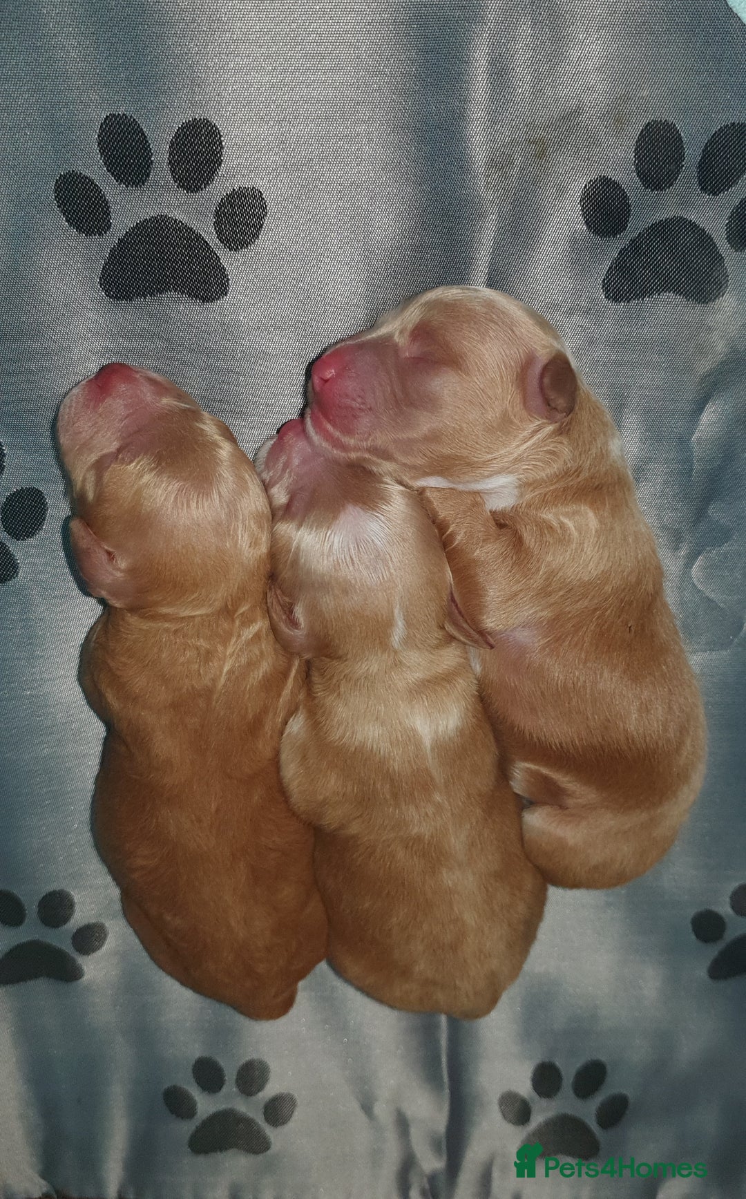 Cockapoo dogs for sale: Top quality F1b Toy Cockapoo puppies - Advert 2