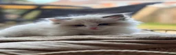 Ragdoll cats for sale: Gorgeous ragdolls ready to find their forever home - Advert 10