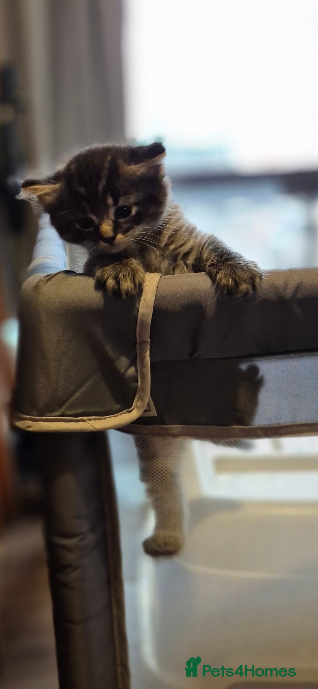 Ragdoll cats for sale: Mixed Ragdoll Kitten - Image 4