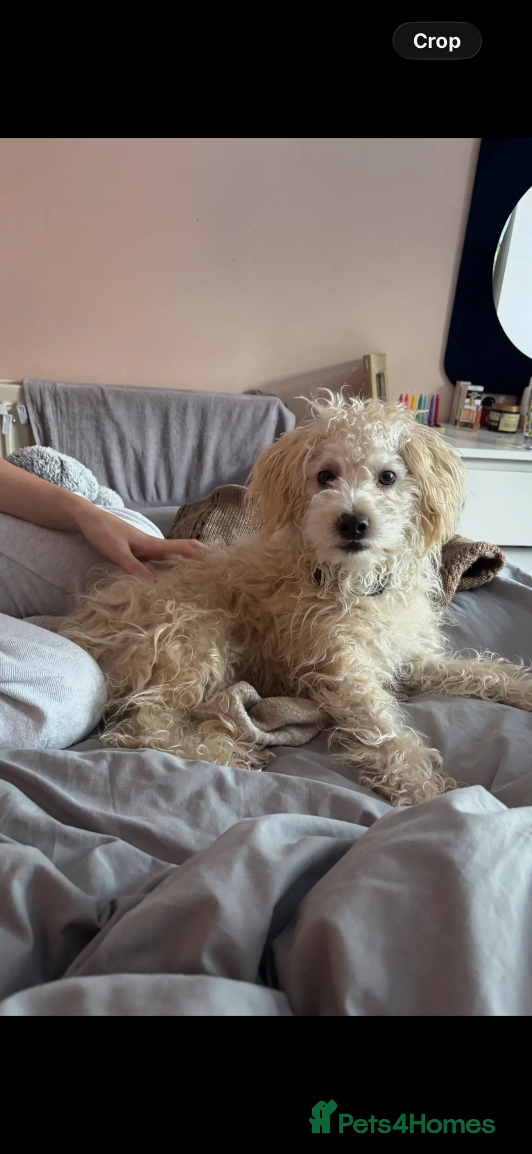 Mixed Breed dogs for sale: Georgie jackapoo 9 months  - Advert 1