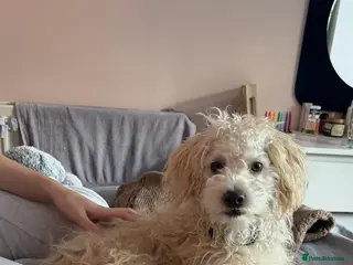 Mixed Breed dogs Georgie jackapoo 9 months - Advert 2