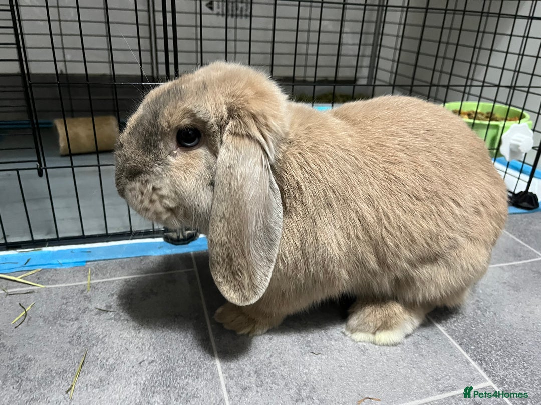 Mini Lop rabbits for sale: Needs rehoming!! - Advert 2