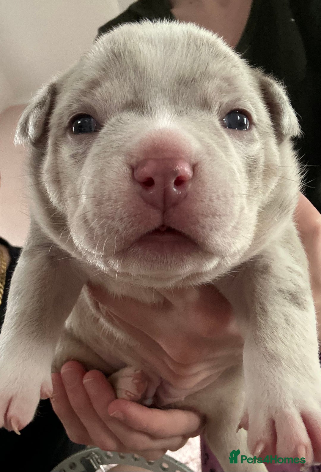 American Bully dogs for sale: Pocket Bully Litter - Image 2