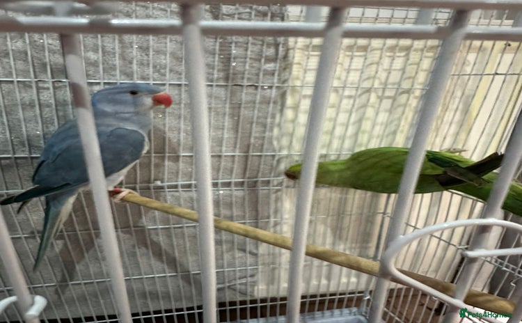 Ringnecks birds - Advert 2