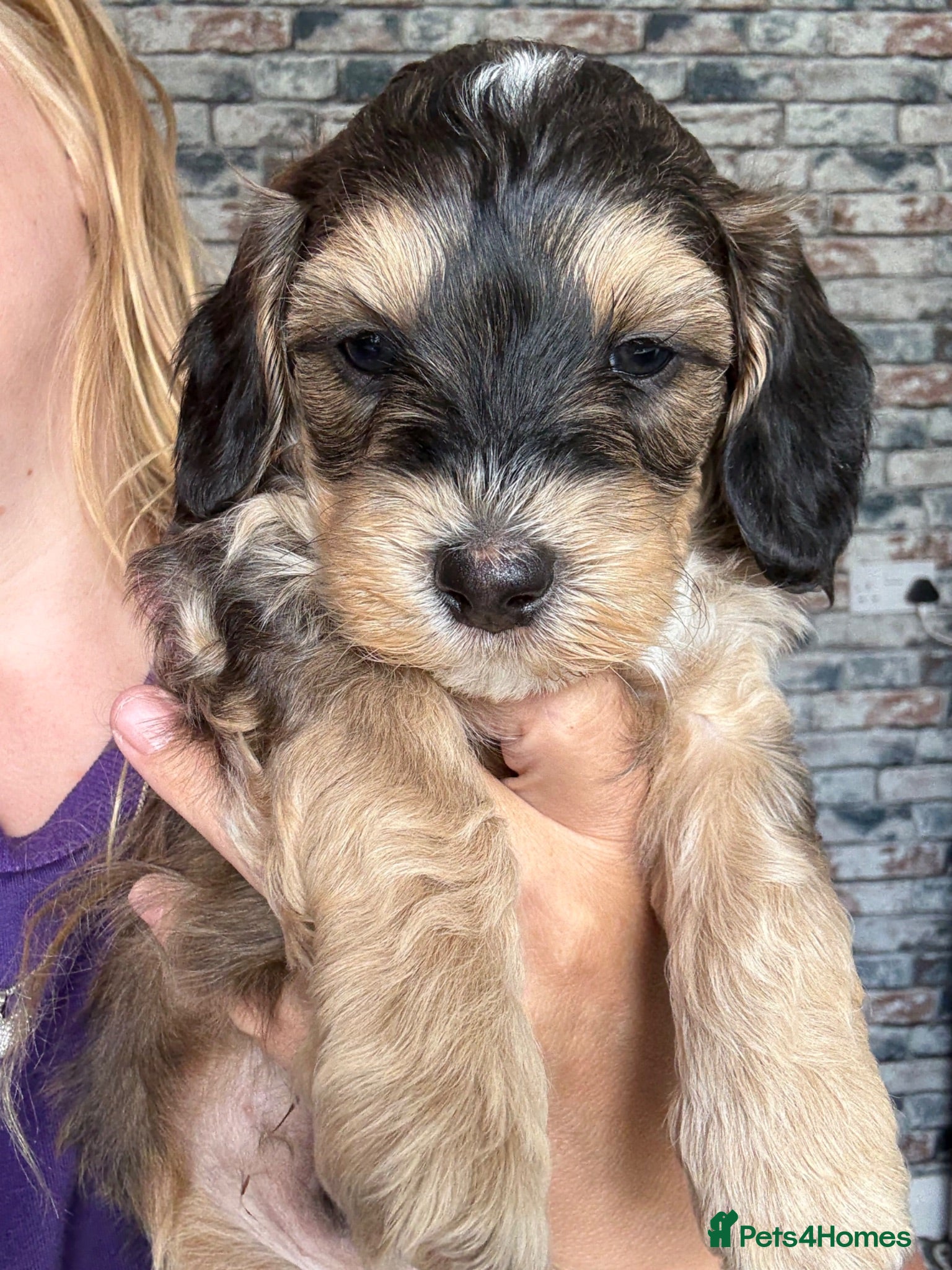 Mixed Breed dogs Toy poodle / Cockerpoos, Top quality  - Advert 7
