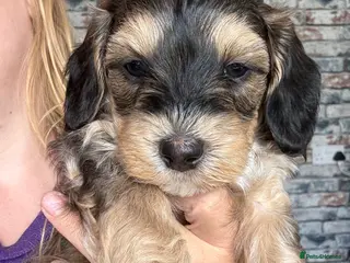 Mixed Breed dogs Toy poodle / Cockerpoos, Top quality - Advert 7