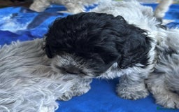 Mixed Breed dogs for sale: Lagotto Romagnolo X Bishon Frise - Image 3