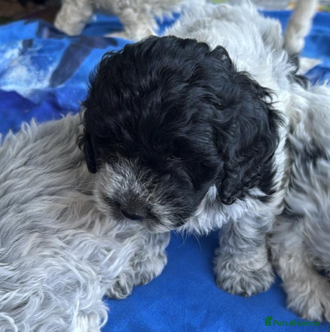 Mixed Breed dogs for sale: Lagotto Romagnolo X Bishon Frise - Image 3