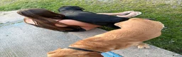 Labrador Retriever dogs for sale: LABRADOR PUPPIES DUE SOON  - Advert 7