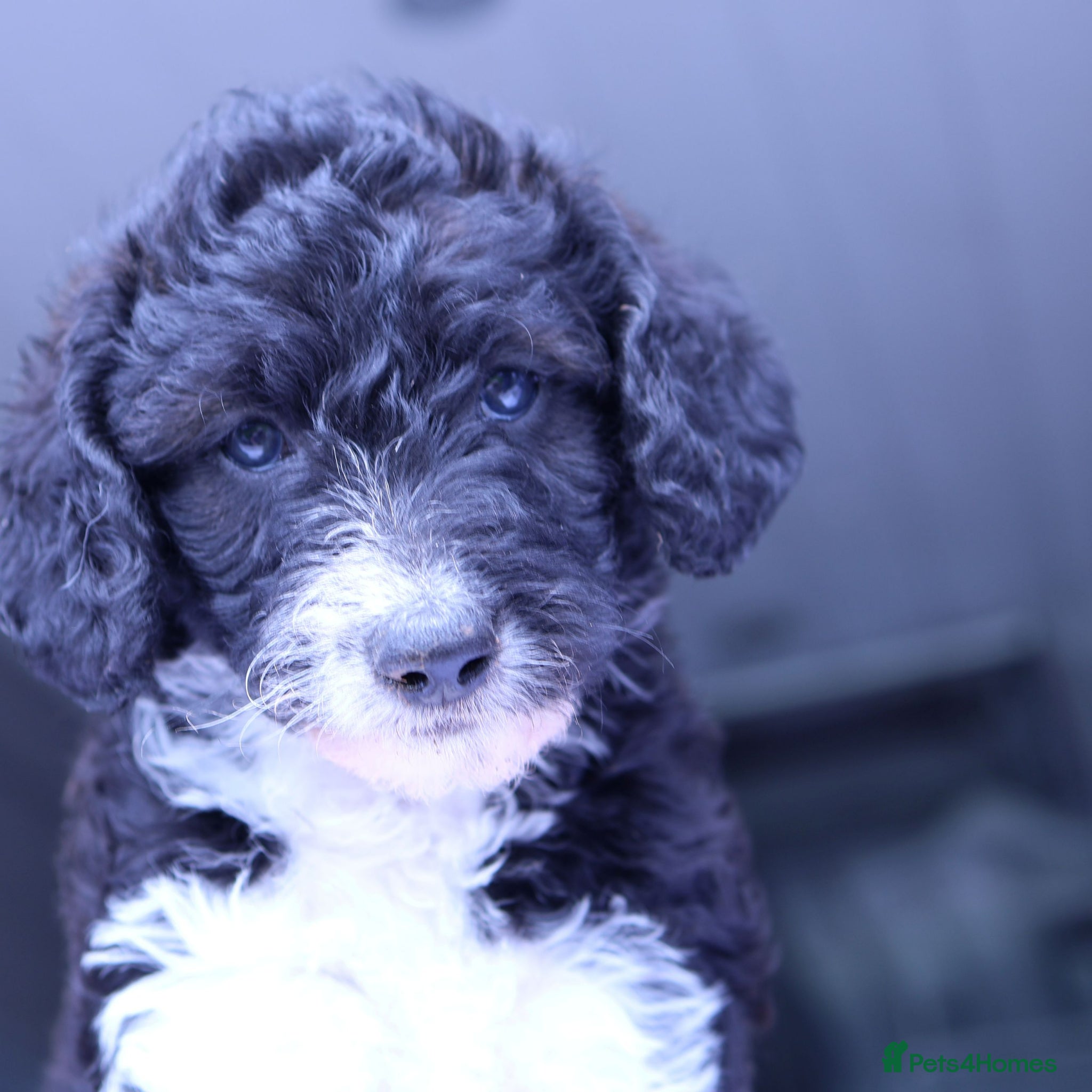 Labradoodle dogs ❤️5th Generation of our own lines, uniquely marked - Advert 4