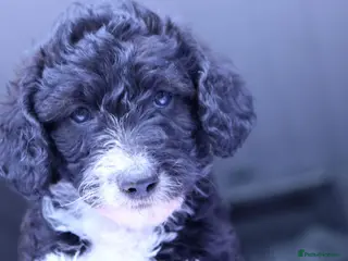 Labradoodle dogs ❤️5th Generation of our own lines, uniquely marked - Advert 4