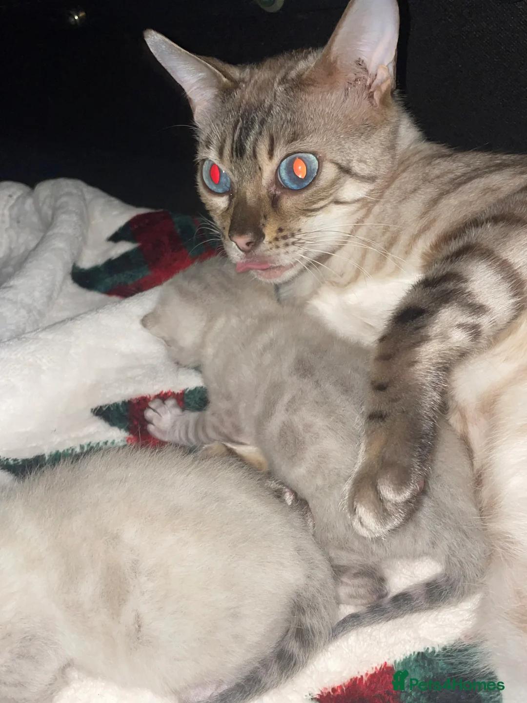 Bengal cats for sale: Beautiful snow lynx bengal kittens  - Advert 2