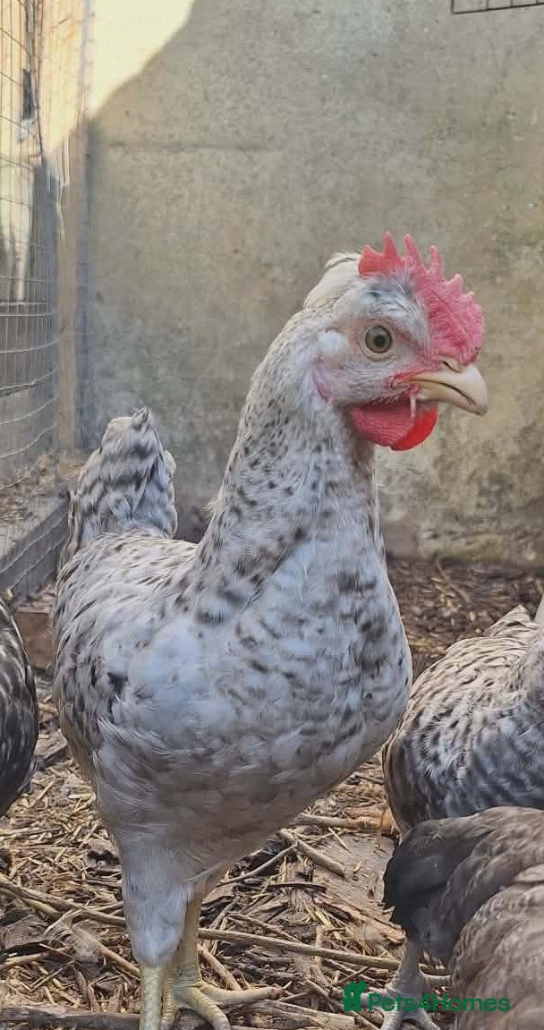 Chickens poultry for sale: Cream legbar breeding pair - Advert 2