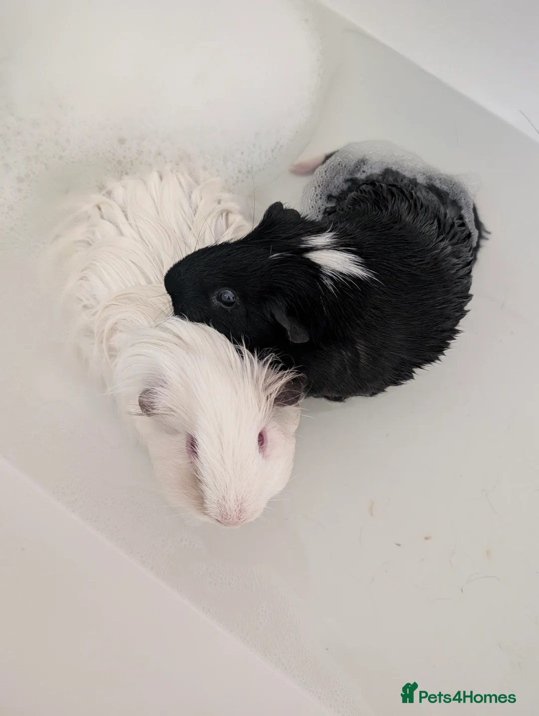 Guinea Pig rodents for sale: Pair of bonded boars looking for loving home  - Advert 5