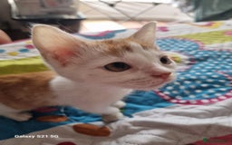 Domestic Shorthair cats for sale: READY TO GO  - Image 3
