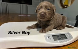 Labrador Retriever dogs for sale: Stunning litter of Silver & Charcoal Lab pups  - Image 9