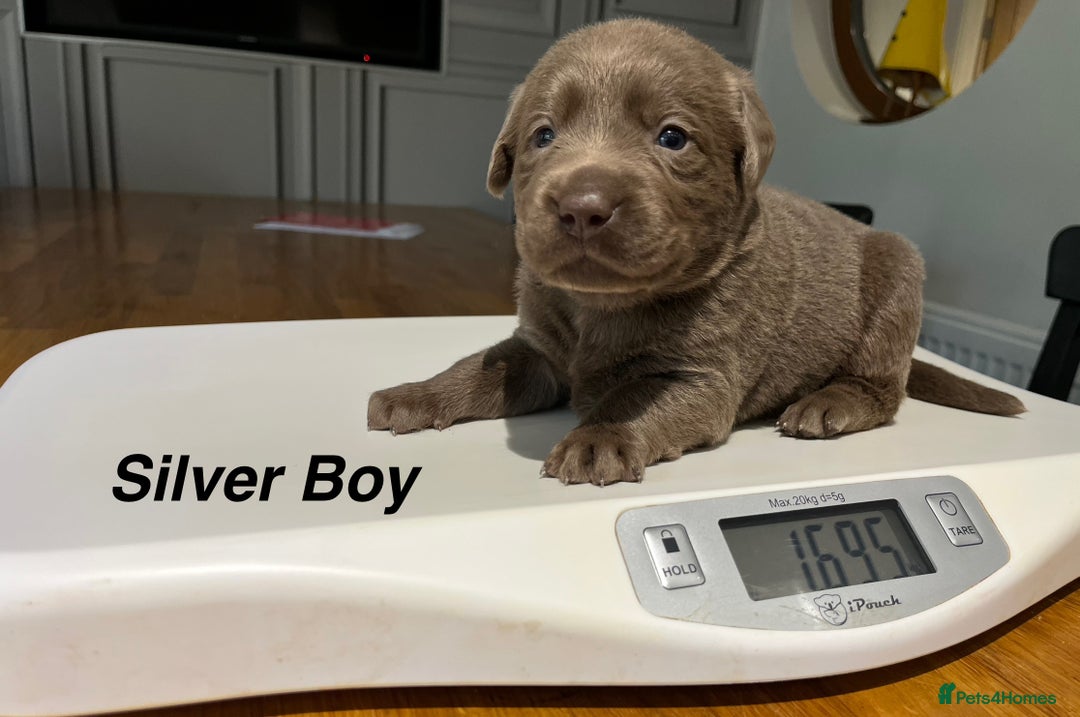 Labrador Retriever dogs for sale: Stunning litter of Silver & Charcoal Lab pups  - Image 9