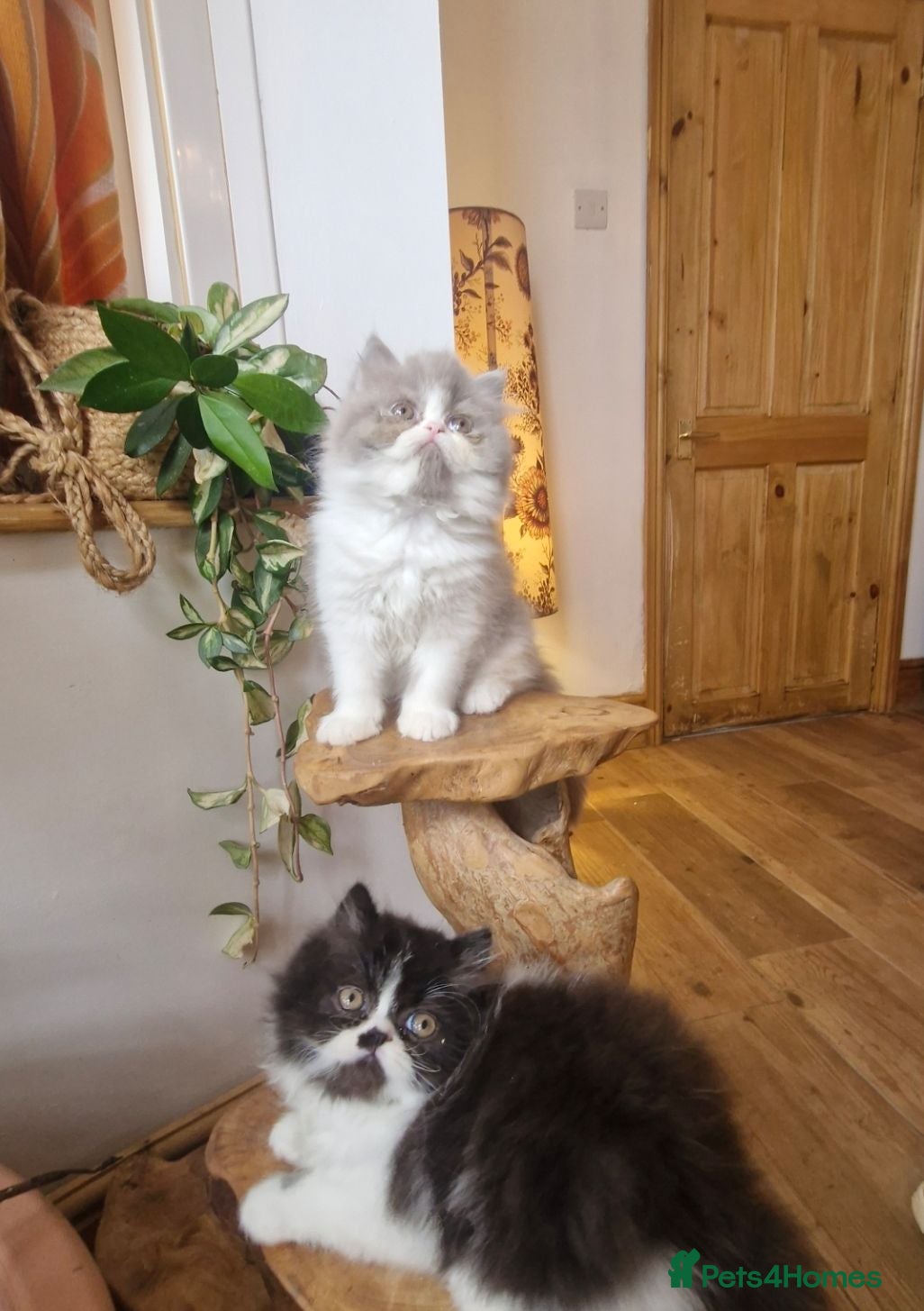 Exotic cats Persian exotic kittens ready now! - Advert 1