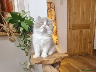 Exotic cats Persian exotic kittens ready now! - Advert 1