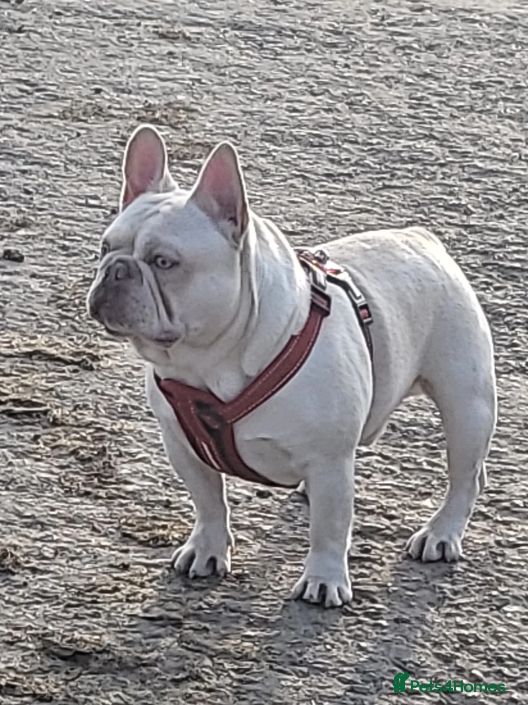 French Bulldog dogs for stud:  💥Amazing structure and quality! in Ebbw Vale - Advert 9